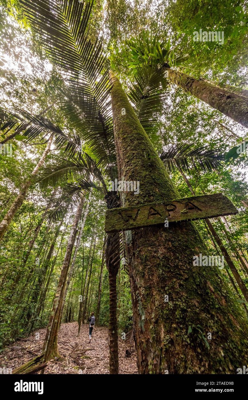 France, Guyane, Saint-Laurent-du-Maroni, sur le sentier des chutes Voltaire, voici une rivière WAPA (Eperua rubiginosa) Banque D'Images