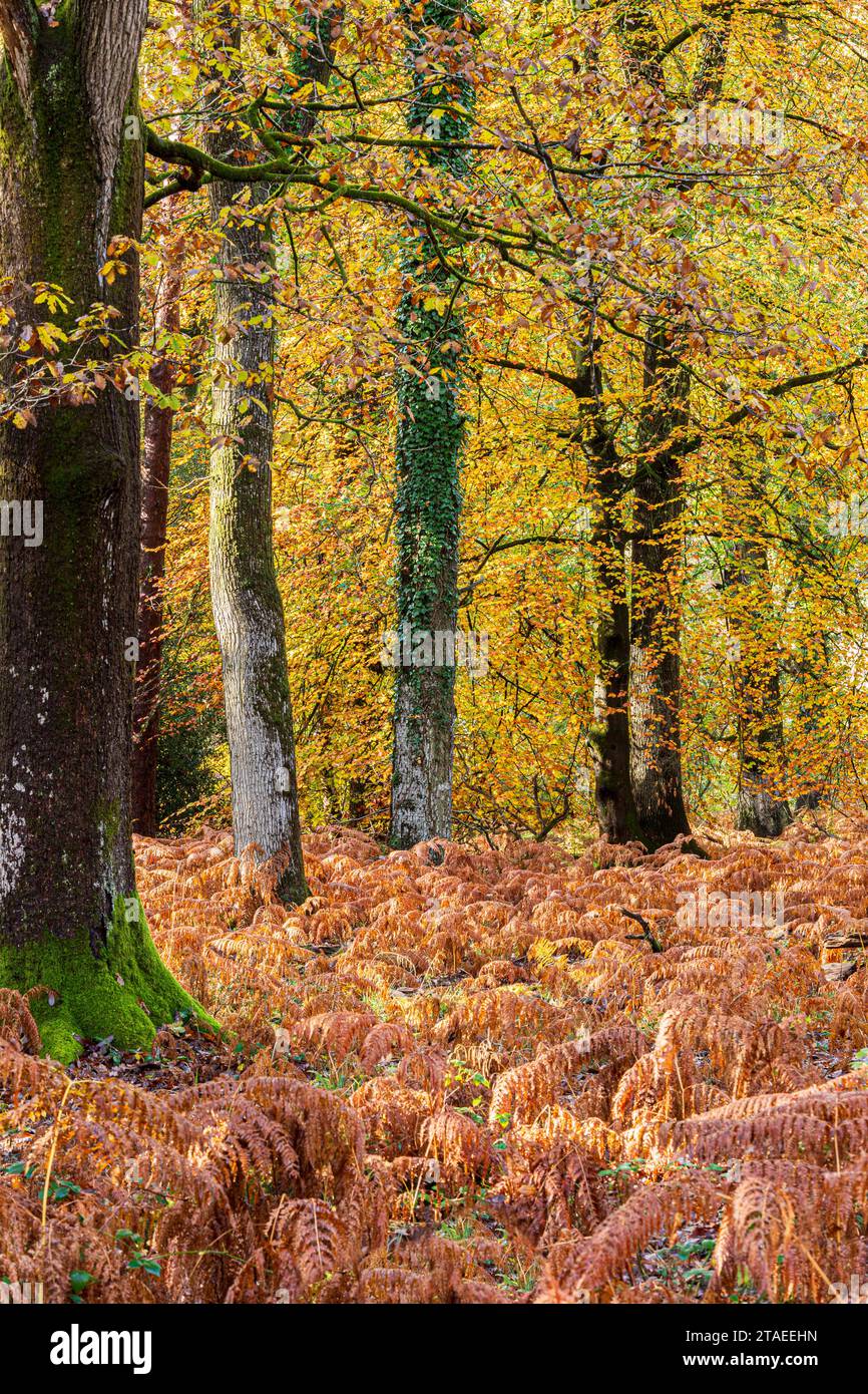 Couleurs d'automne dans la forêt royale de Dean - bois mixte de hêtres et de chênes près de Parkend, Gloucestershire, Angleterre Royaume-Uni Banque D'Images