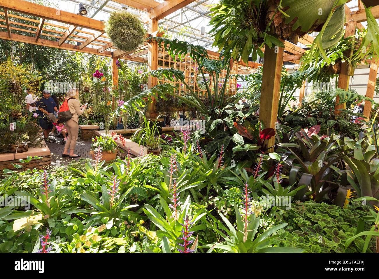États-Unis, Géorgie, Atlanta, jardin botanique, serre Banque D'Images