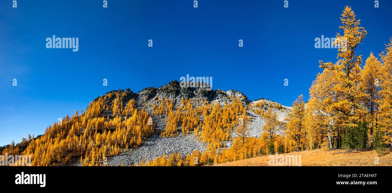 WA23817-00...WASHINGTON - couleur d'automne dans la forêt nationale Okanogan - Wenatchee. Banque D'Images