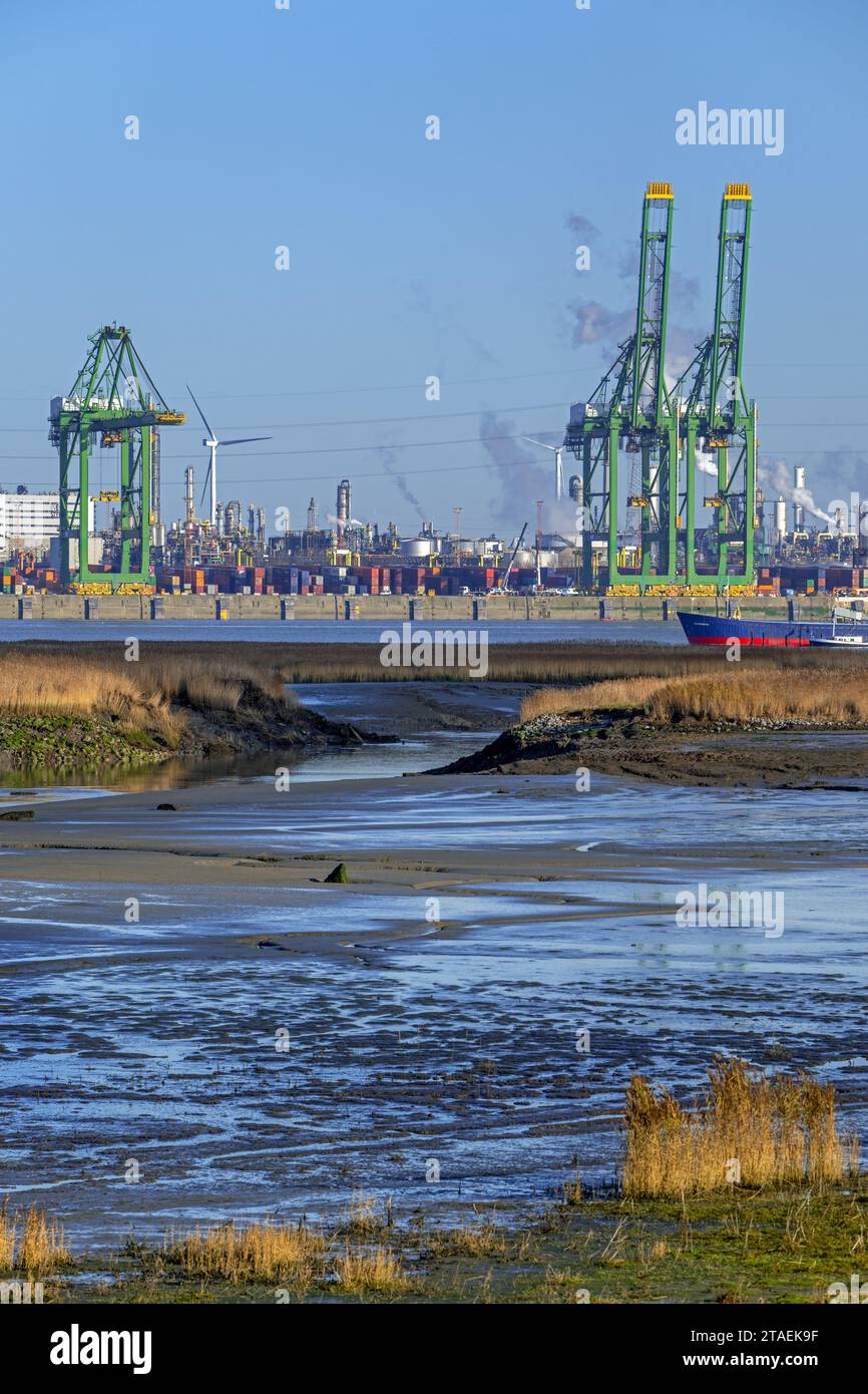 Port d'Anvers une brèche dans la digue créant un marais salant dans l'estuaire de l'Escaut occidental à la réserve naturelle Prosperpolder, Flandre orientale, Belgique Banque D'Images