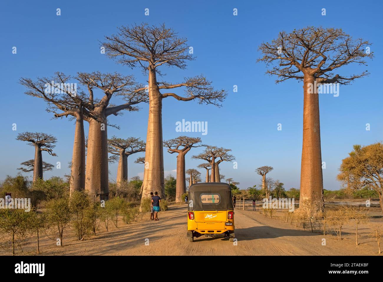 Avenue des Baobabs, les baobabs de Grandidier bordant la route non pavée No.8 entre Morondava et Belon'i Tsiribihina, Menabe, hauts plateaux centraux, Madagascar Banque D'Images