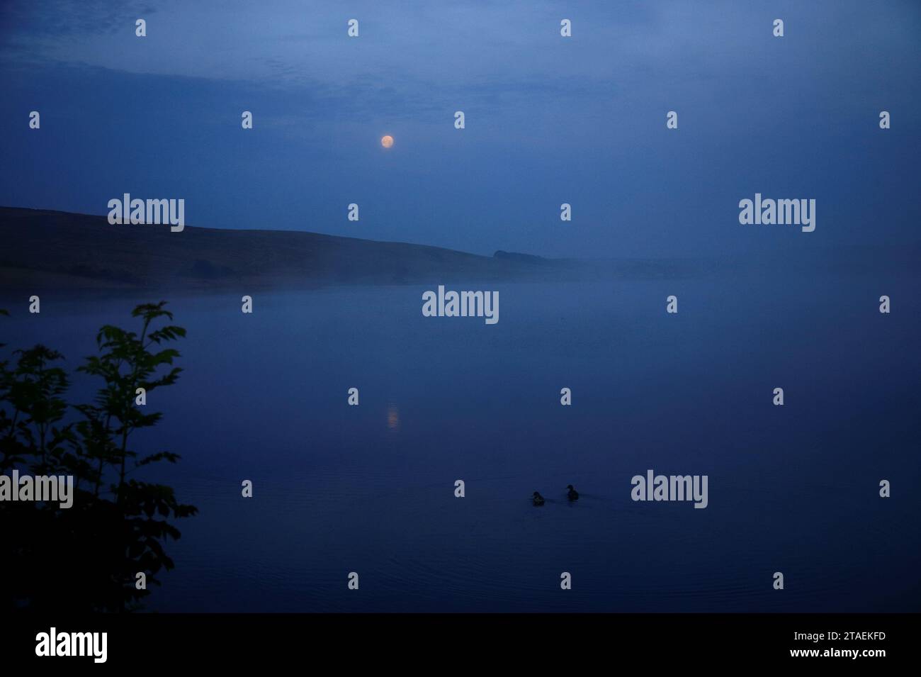 Fondamentalement 2 canards métaphoriquement est une description de travail qui pose la question comment voulez-vous vivre votre vie aujourd'hui. Banque D'Images