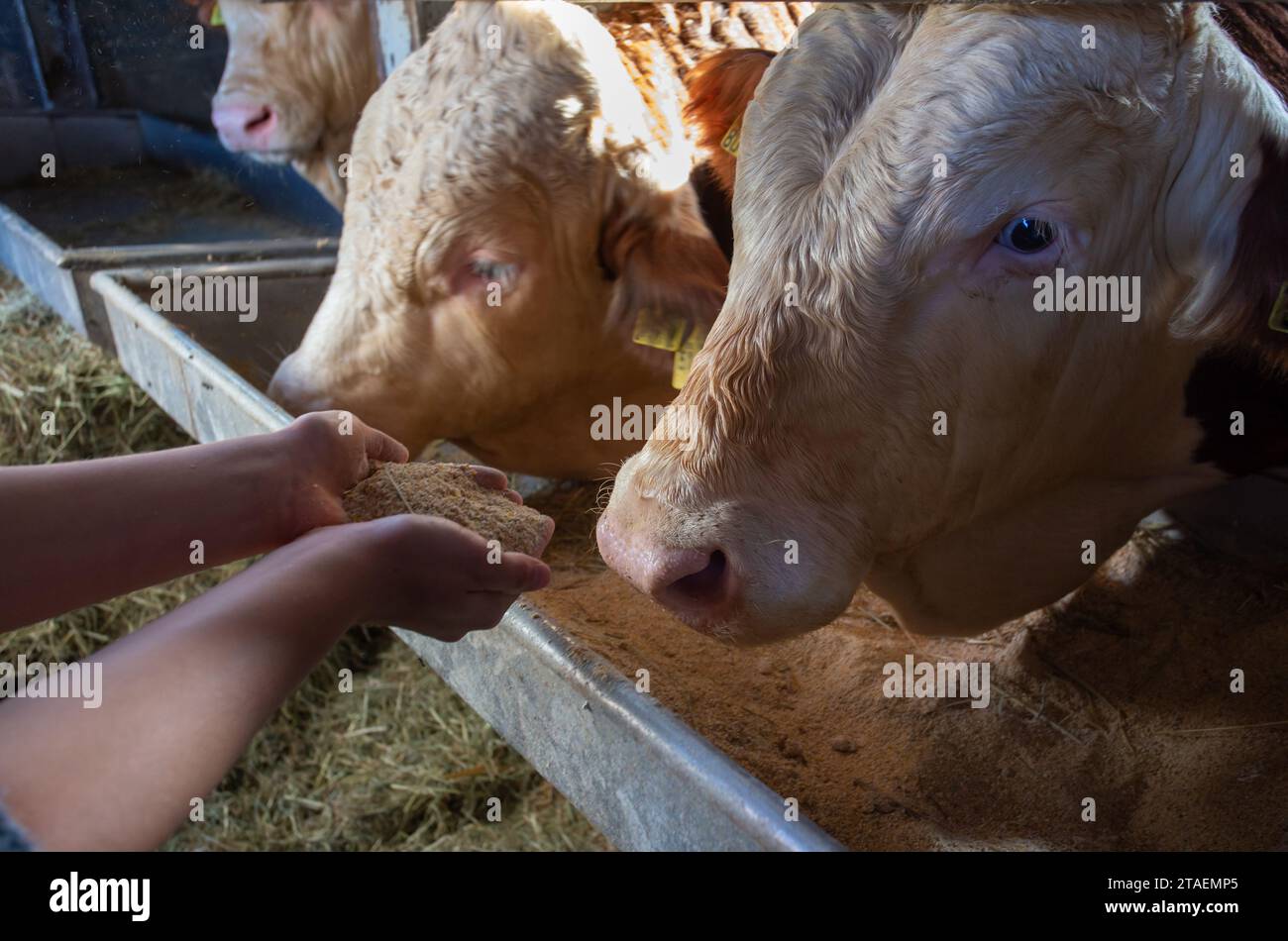 Gros plan des mains d'un agriculteur nourrissant de jeunes bovins avec du concentré Banque D'Images