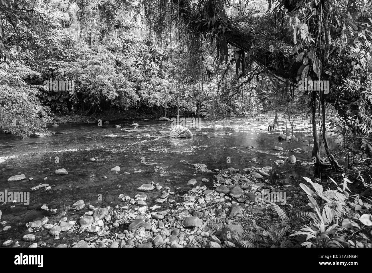 Rivière Choco andine, beaucoup de jungle verte, de l'eau pure et des rochers ronds Banque D'Images