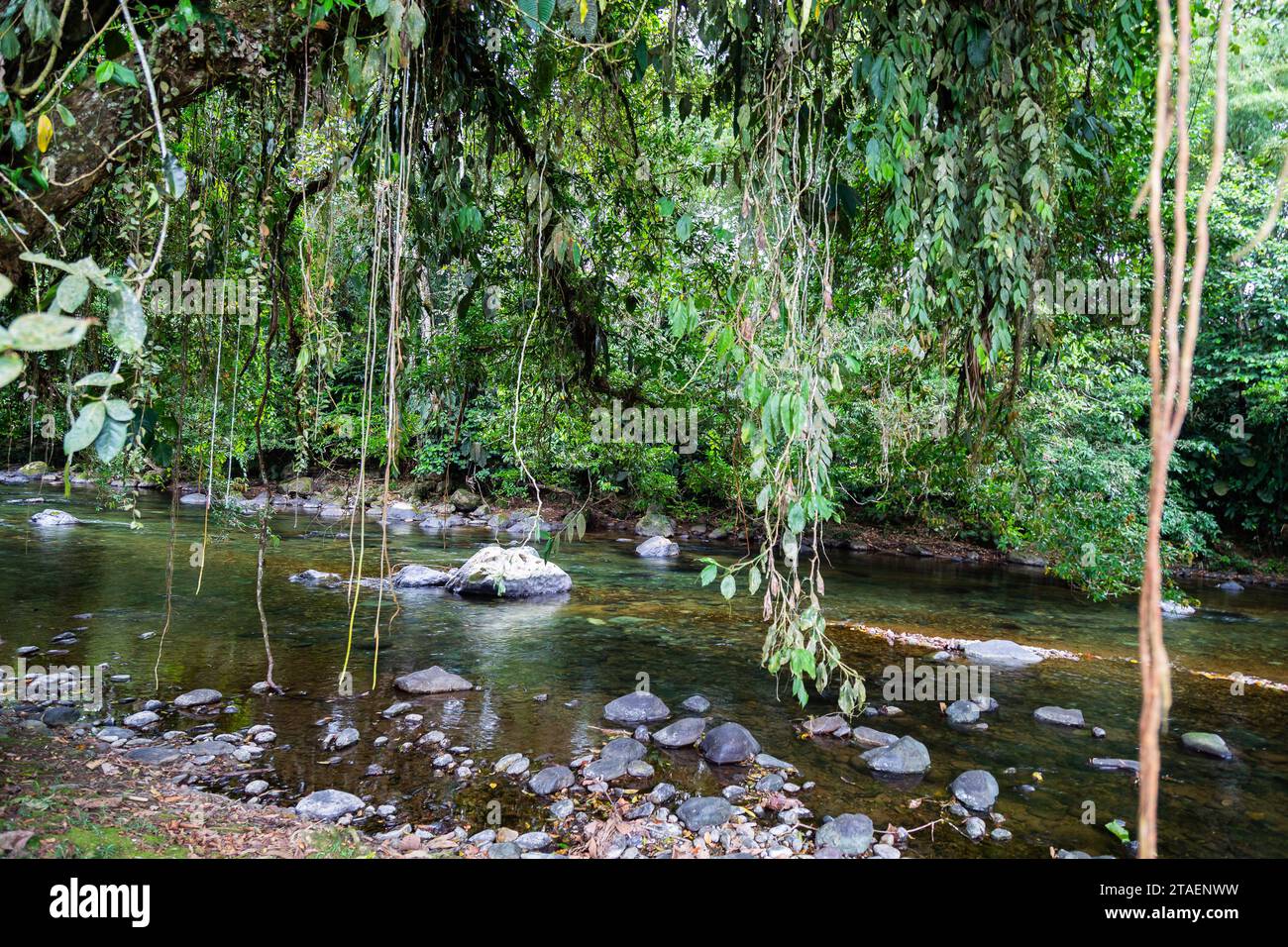 Rivière Choco andine, beaucoup de jungle verte, de l'eau pure et des rochers ronds Banque D'Images