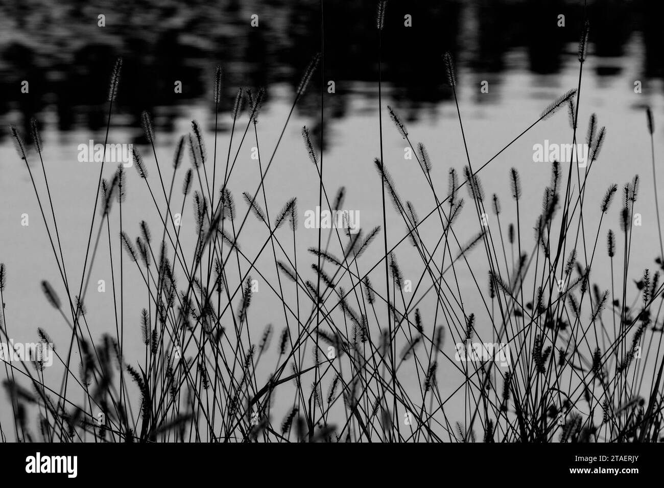 Belles plantes au soleil. La beauté de la nature peut être trouvée partout - des plantes si fortes et belles capturées en images pour toujours. Banque D'Images