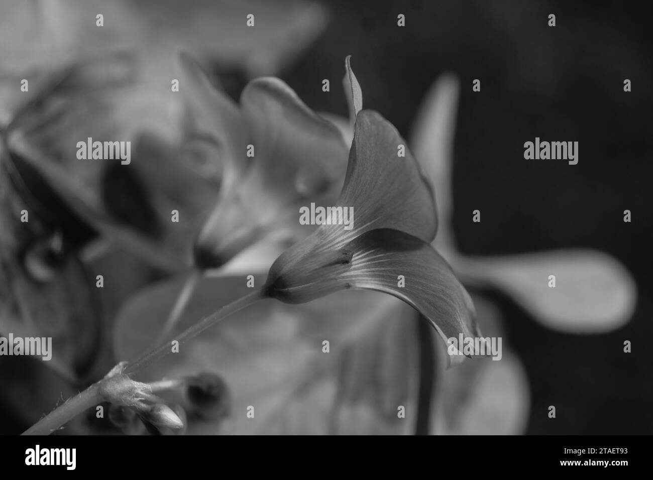 Belles plantes au soleil. La beauté de la nature peut être trouvée partout - des plantes si fortes et belles capturées en images pour toujours. Banque D'Images