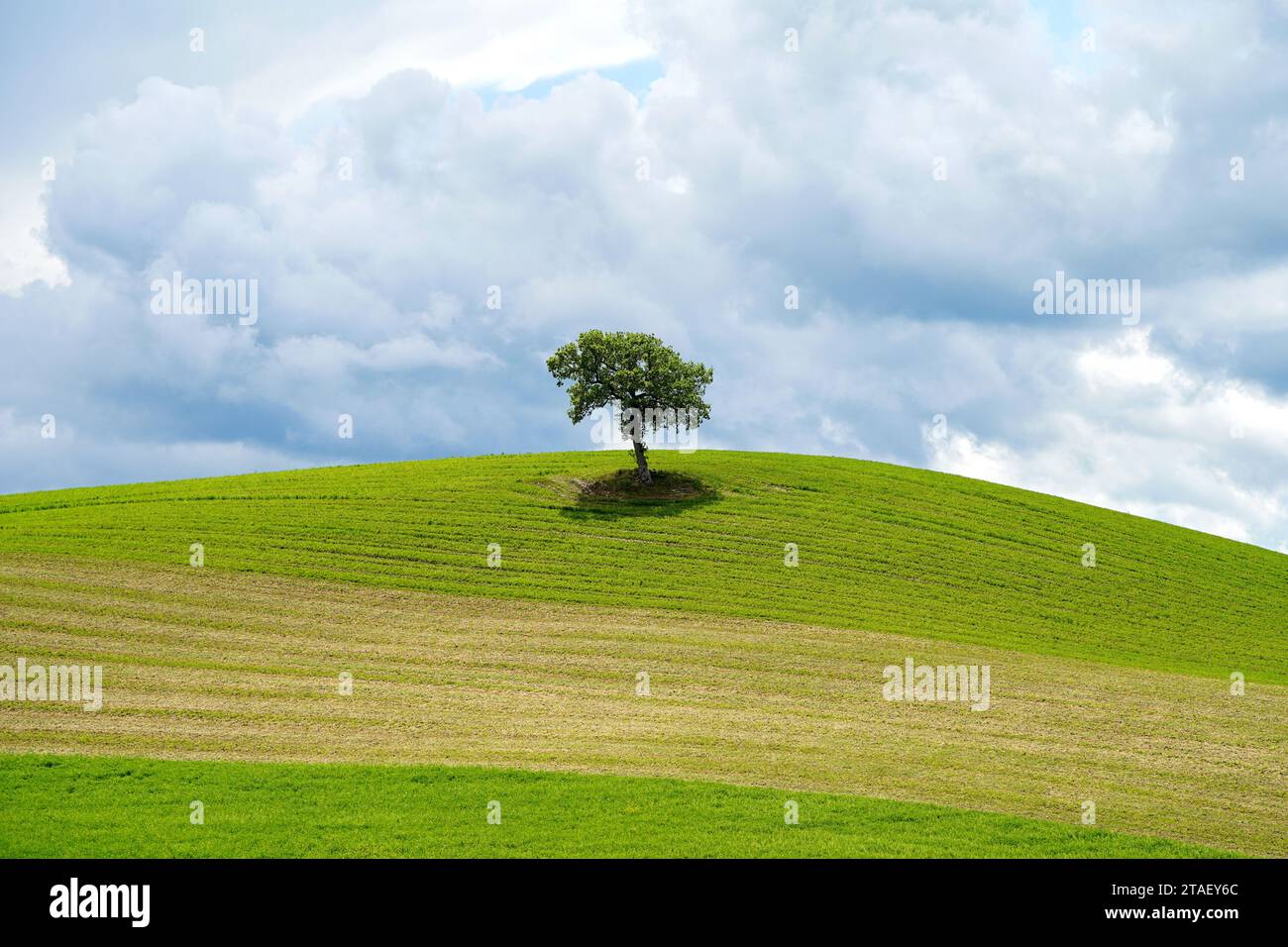 Paysage de printemps avec arbre solitaire sur une colline en Toscane, Italie Banque D'Images