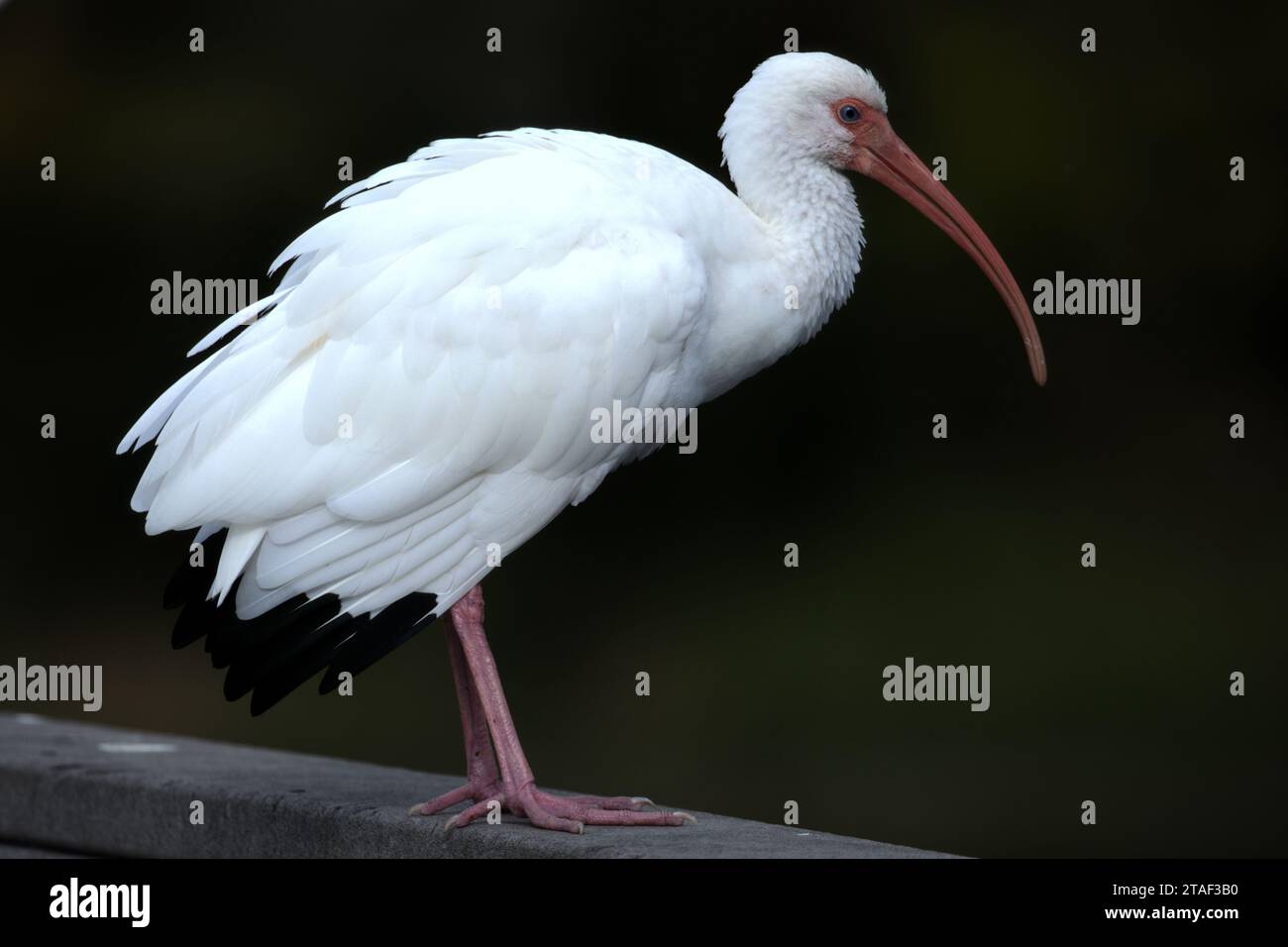 Ibis blanc américain sur une jetée au parc Kapok à Clearwater en Floride Banque D'Images