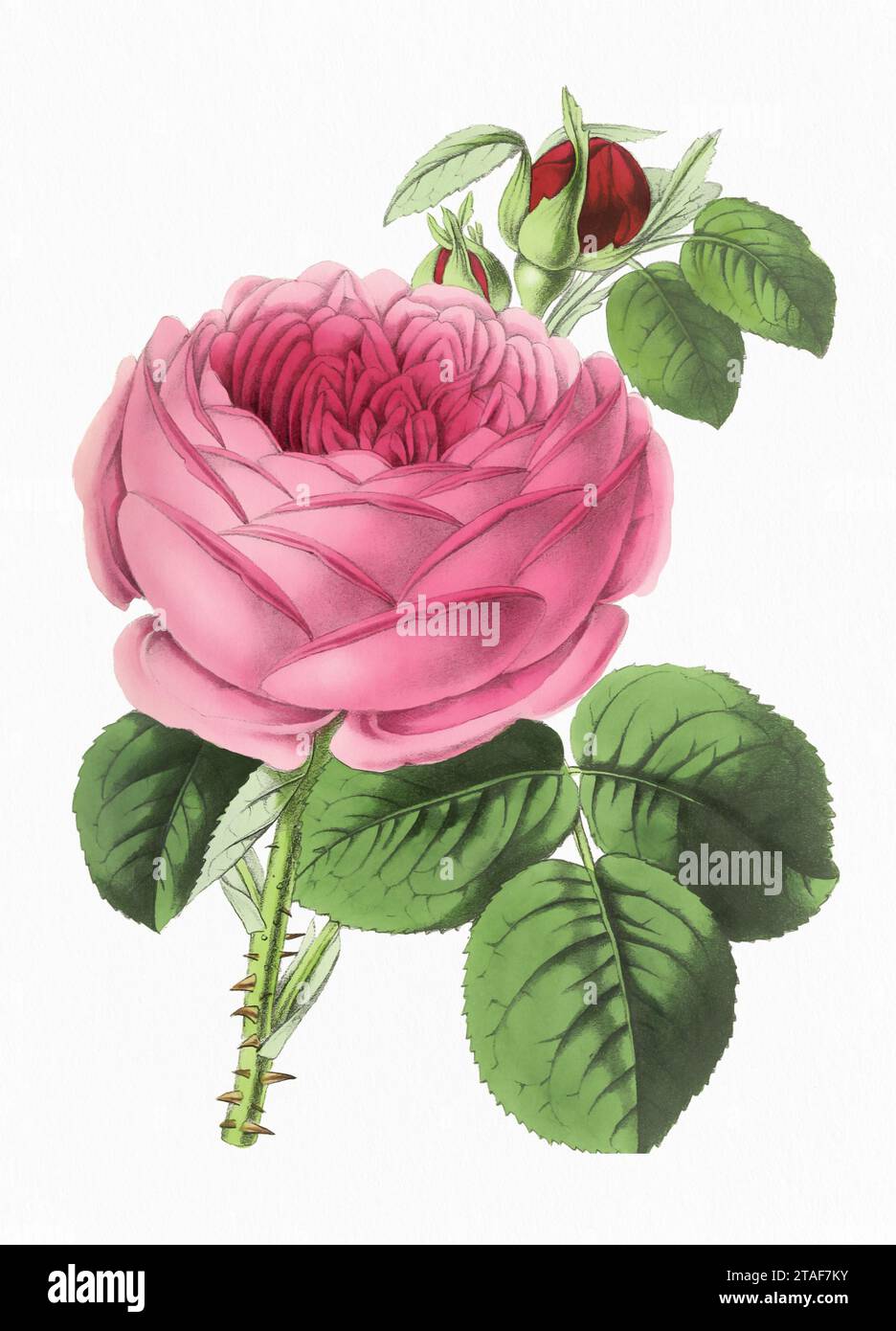 Fleur rose. Illustration numérique de fleur de style vintage sur un fond blanc texturé de papier. Banque D'Images