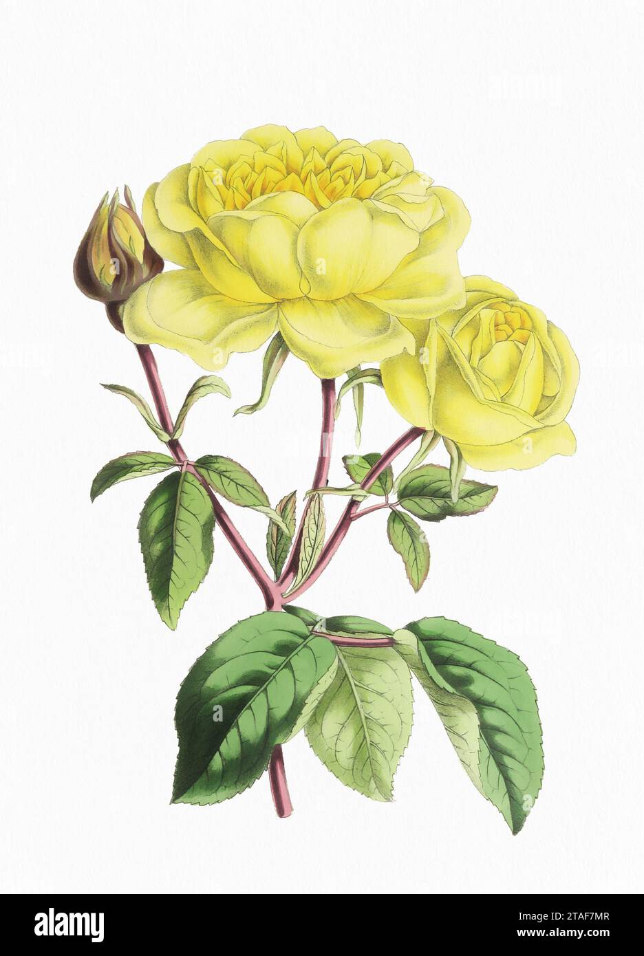 Fleur rose. Illustration numérique de fleur de style vintage sur un fond blanc texturé de papier. Banque D'Images