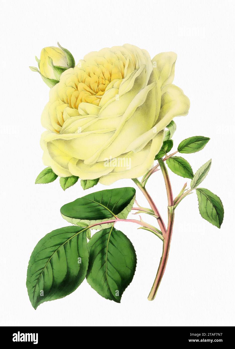 Fleur rose. Illustration numérique de fleur de style vintage sur un fond blanc texturé de papier. Banque D'Images