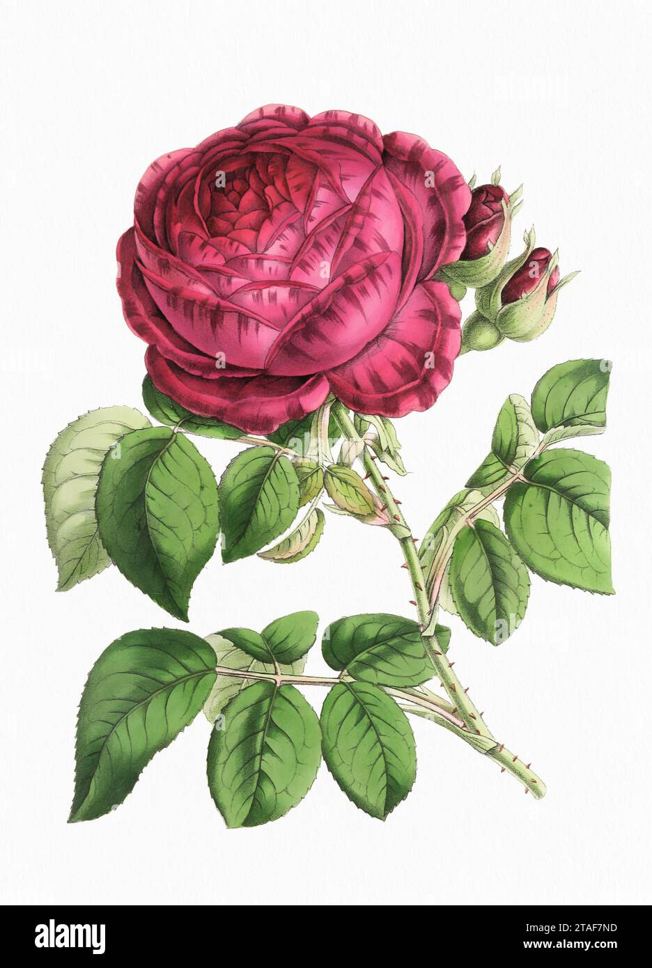 Fleur rose. Illustration numérique de fleur de style vintage sur un fond blanc texturé de papier. Banque D'Images