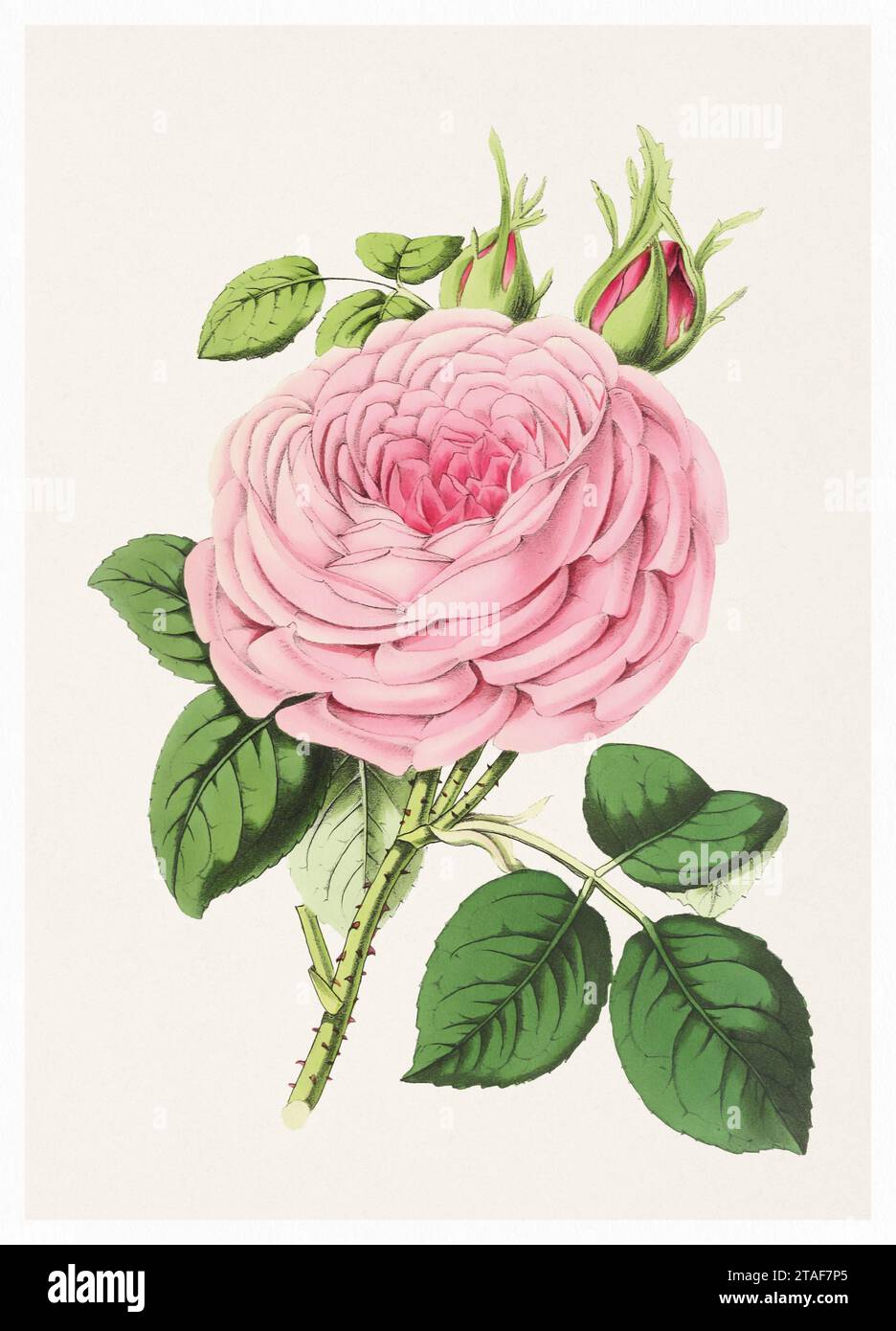 Fleur rose. Illustration numérique de fleurs de style vintage sur un fond beige texturé. Banque D'Images