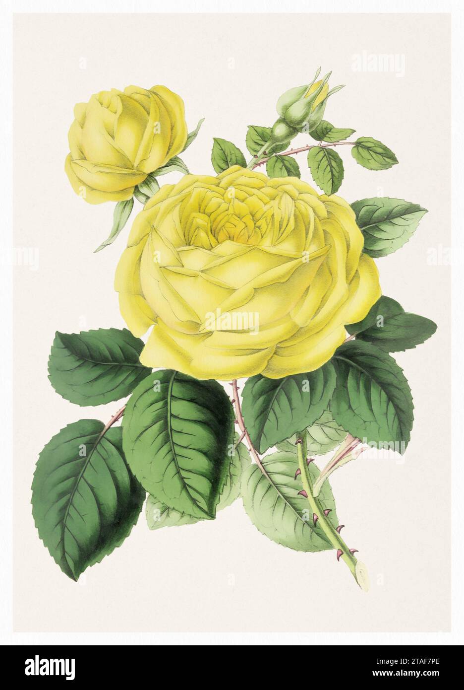 Fleur rose. Illustration numérique de fleurs de style vintage sur un fond beige texturé. Banque D'Images
