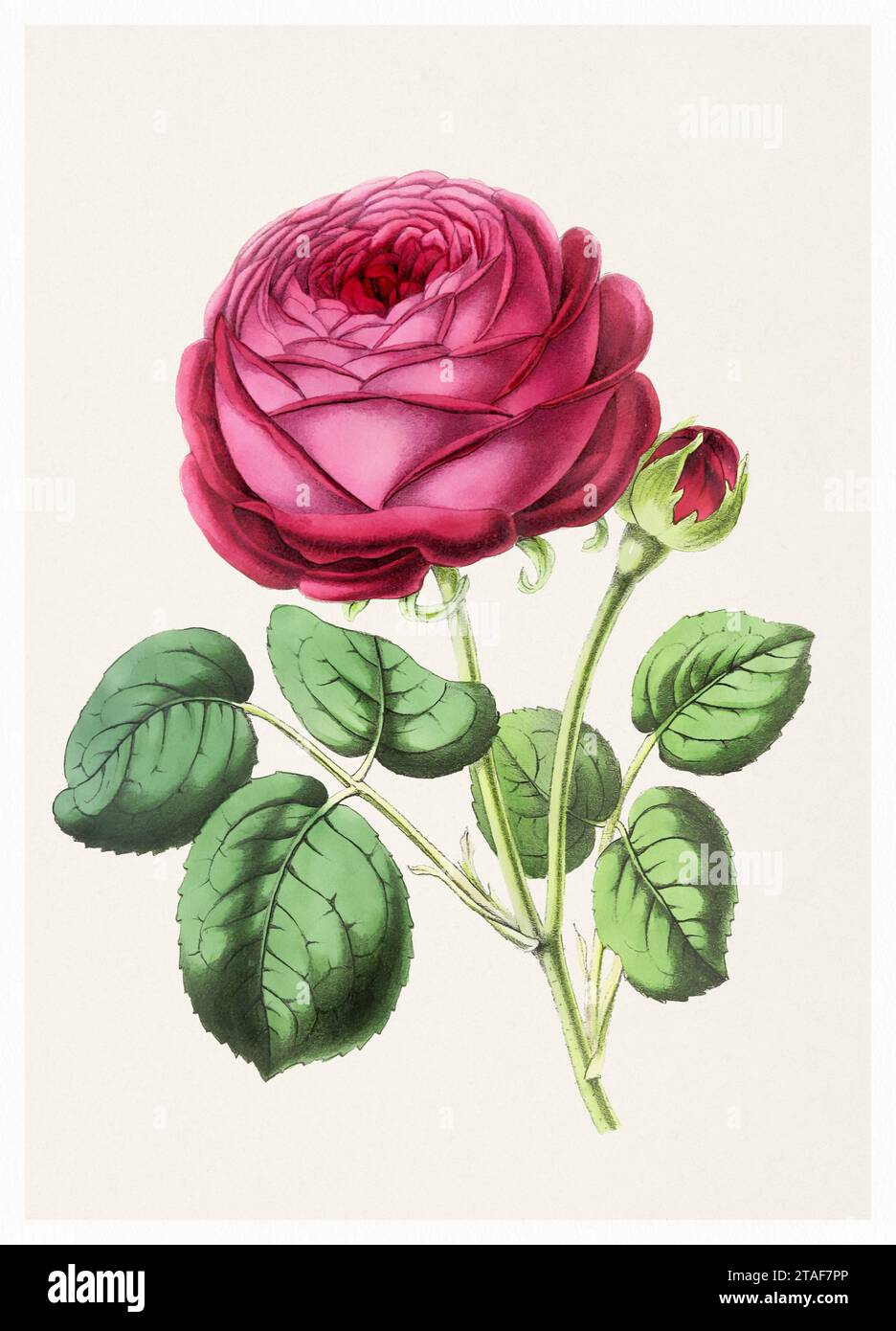 Fleur rose. Illustration numérique de fleurs de style vintage sur un fond beige texturé. Banque D'Images