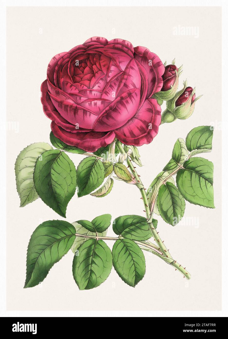 Fleur rose. Illustration numérique de fleurs de style vintage sur un fond beige texturé. Banque D'Images