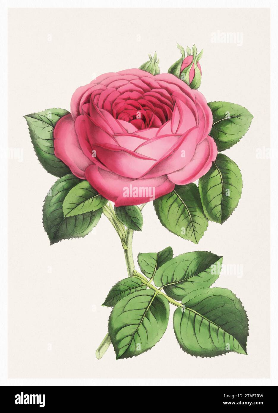Fleur rose. Illustration numérique de fleurs de style vintage sur un fond beige texturé. Banque D'Images