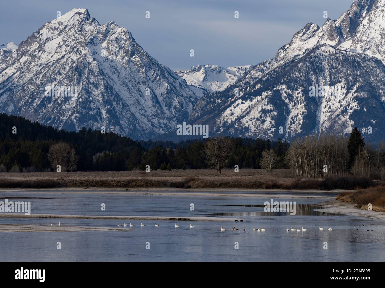 Cygnes trompettistes (Cygnus buccinator) et loutres de rivière nord-américaines (Lontra canadensis) dans la rivière Snake dans le parc national de Grand Teton au Wyoming. Banque D'Images