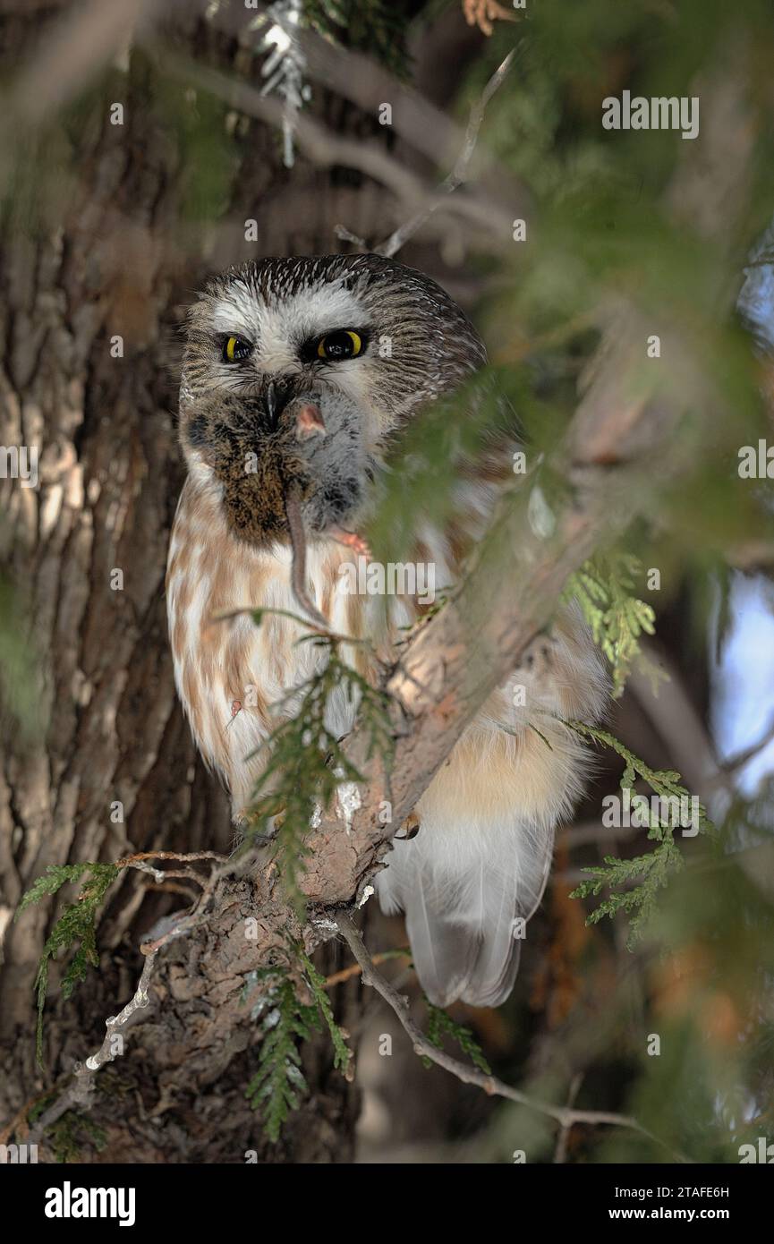 Nothern a scié-whet un lemming en ils battait sur une branche d'arbre Banque D'Images
