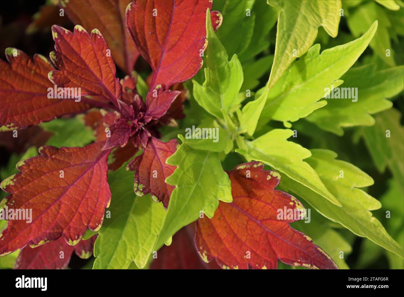 Duo de feuilles rouges et vertes Banque D'Images
