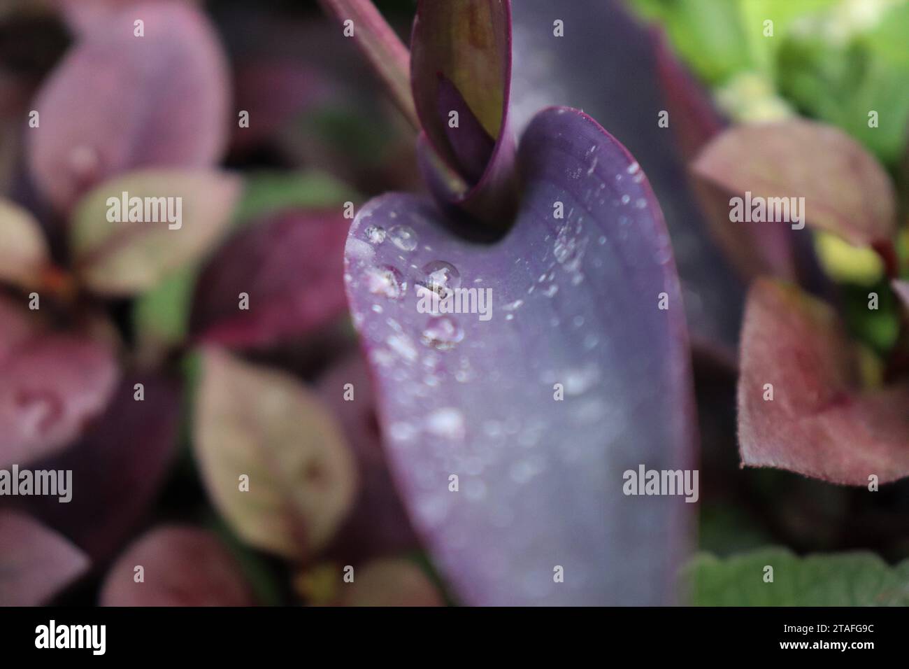 Rosée sur Purple Heart Banque D'Images