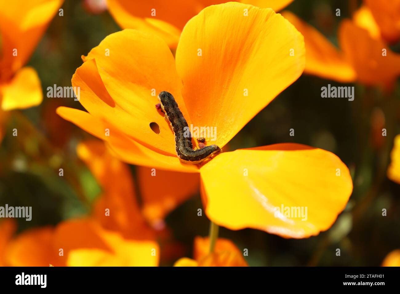 Caterpillar mange des coquelicots de Californie Banque D'Images