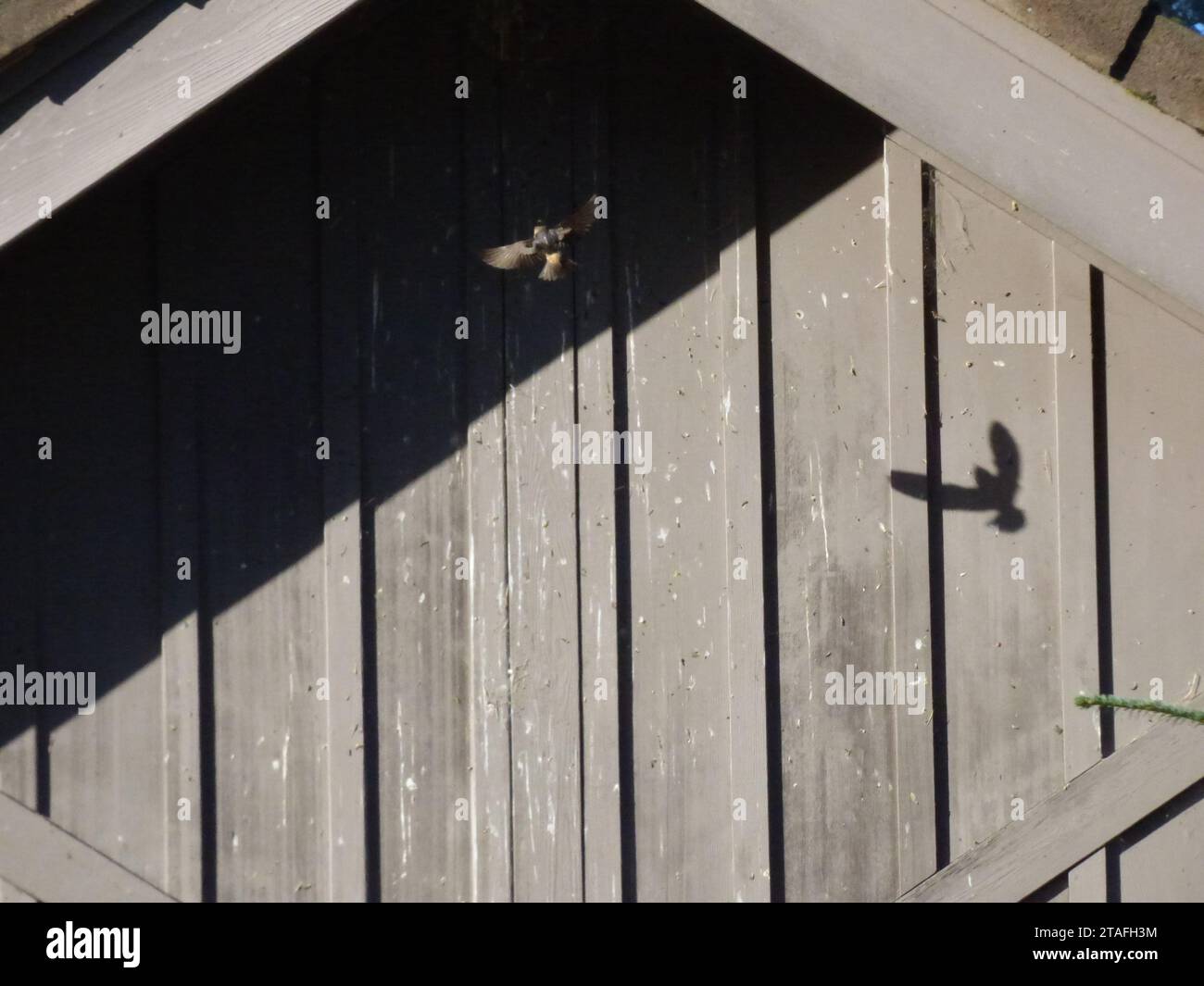 Barn Swallow volant dans Barn Banque D'Images