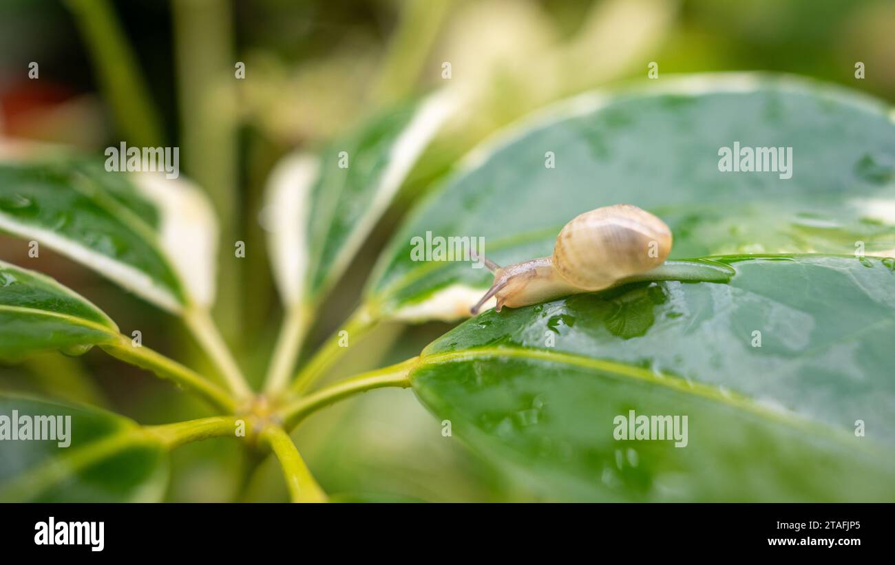 Petit escargot marchant sur une feuille mouillée Banque D'Images