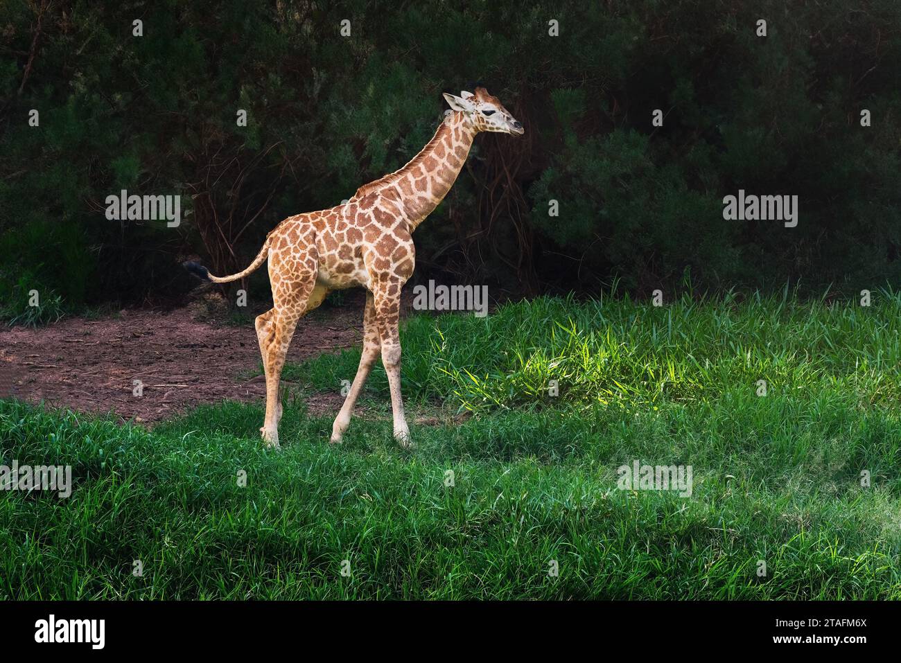 Bébé Rothschild girafe (Giraffa camelopardalis rothschild) Banque D'Images