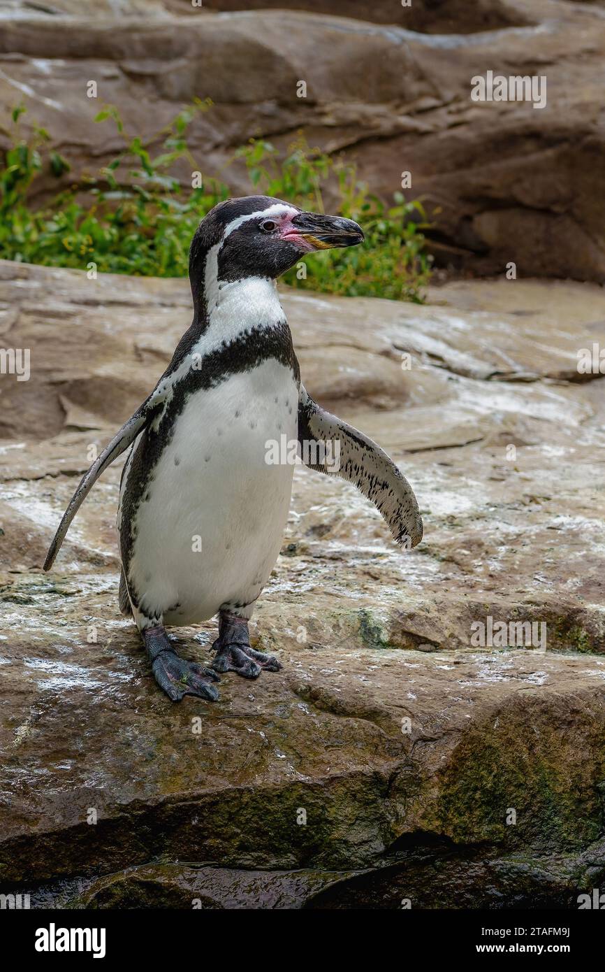 Manchot de Humboldt (Spheniscus humboldti) - oiseau sud-américain Banque D'Images