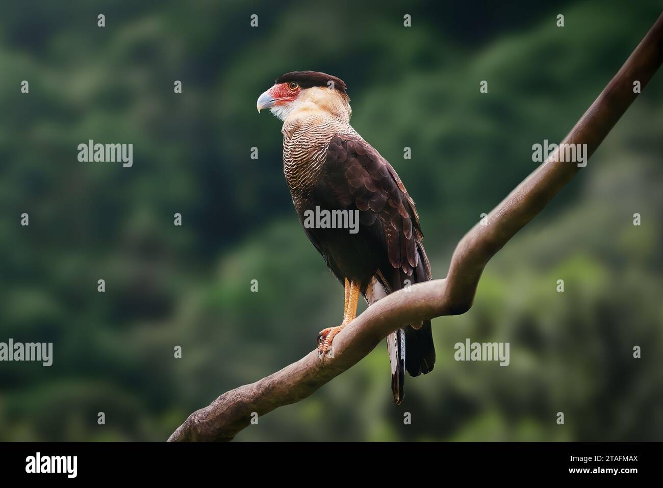 Caracara huppé (Caracara plancus) Banque D'Images
