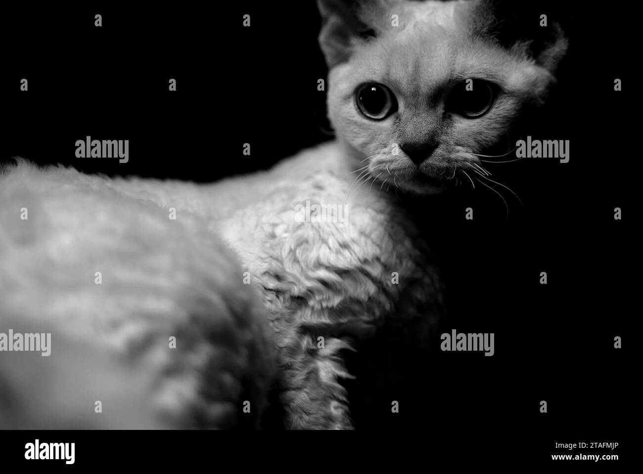 Portrait monochrome de Devon Rex chat, gros plan portrait d'une chatte femelle en noir et blanc, chaton mignon avec de beaux yeux Banque D'Images