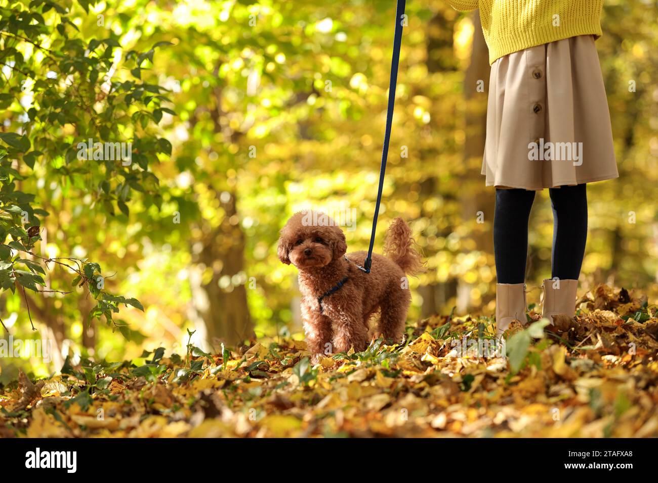 Fille avec chien mignon Maltipoo en laisse marchant dans le parc d'automne, closeup. Espace pour le texte Banque D'Images