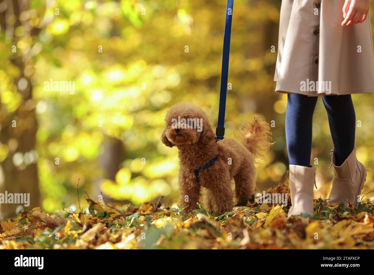 Fille avec chien mignon Maltipoo en laisse marchant dans le parc d'automne, closeup. Espace pour le texte Banque D'Images