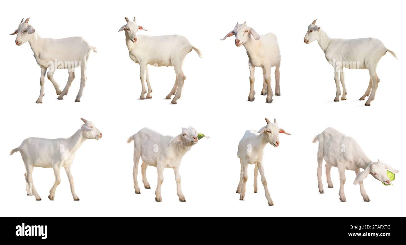 Chèvres mignonnes isolées sur blanc. Animal de ferme Banque D'Images