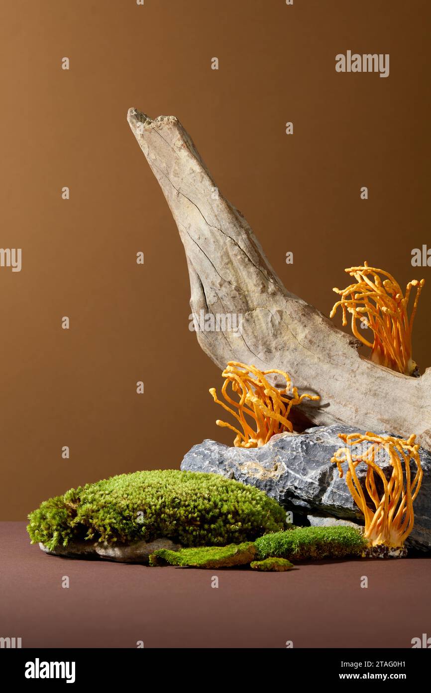 Cordyceps est un médicament précieux en médecine traditionnelle. Gros plan de cordyceps et de mousse verte poussant sur les rochers et les branches de bois sec. Concept Herb. Banque D'Images