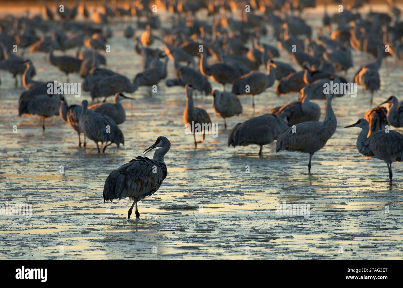 La grue sur l'étang, Bernardo Wildlife Management Area, Nouveau Mexique Banque D'Images