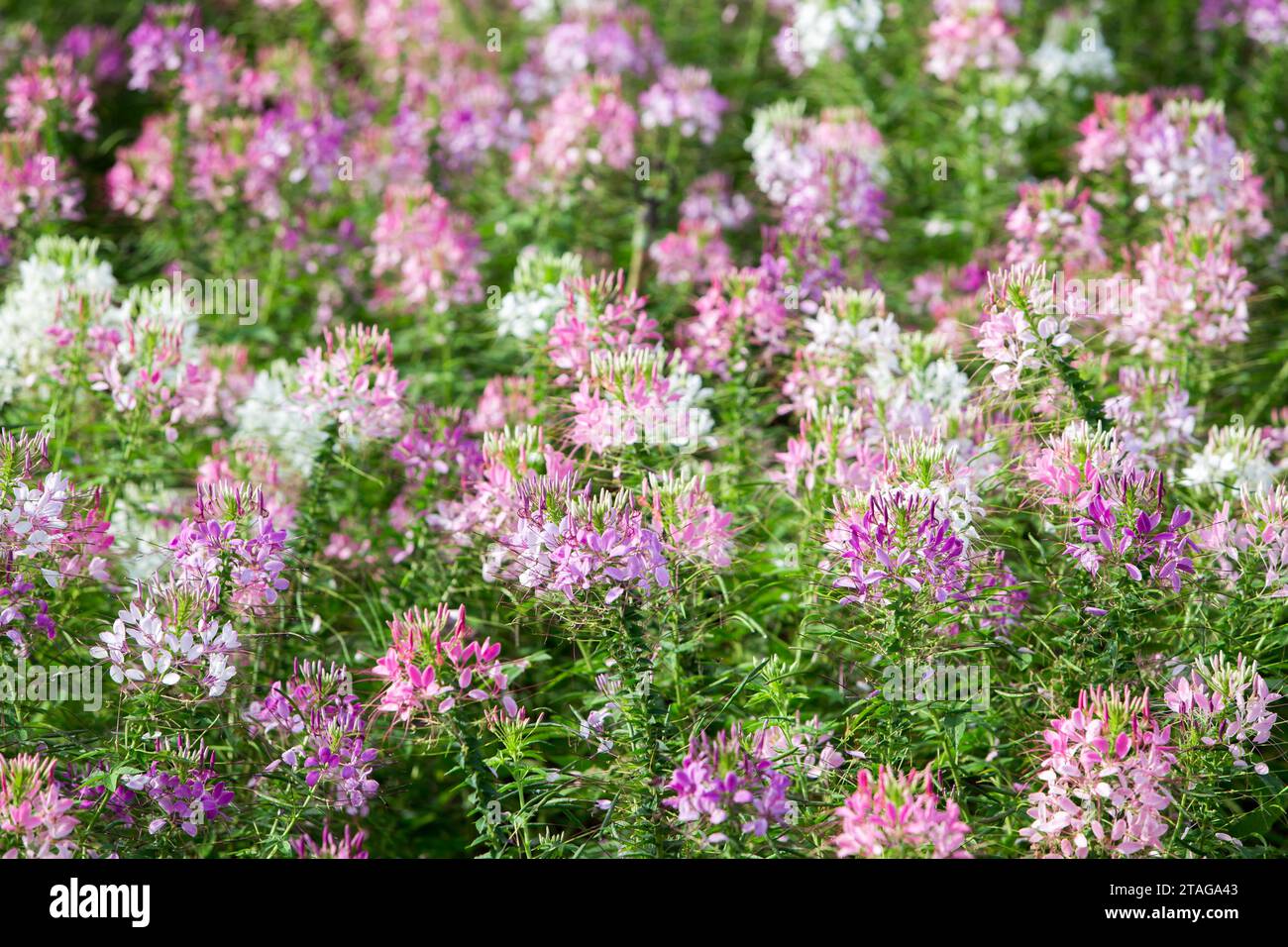 Gros plan fleur d'araignée épineuse le matin, gros plan fleur dans le jardin. Banque D'Images