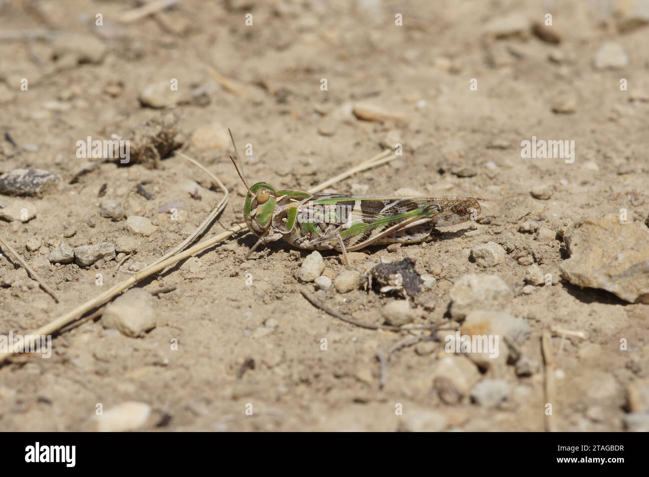 Gros plan détaillé naturel sur la belle sauterelle méditerranéenne, Oedaleus deceus assis sur le sol Banque D'Images