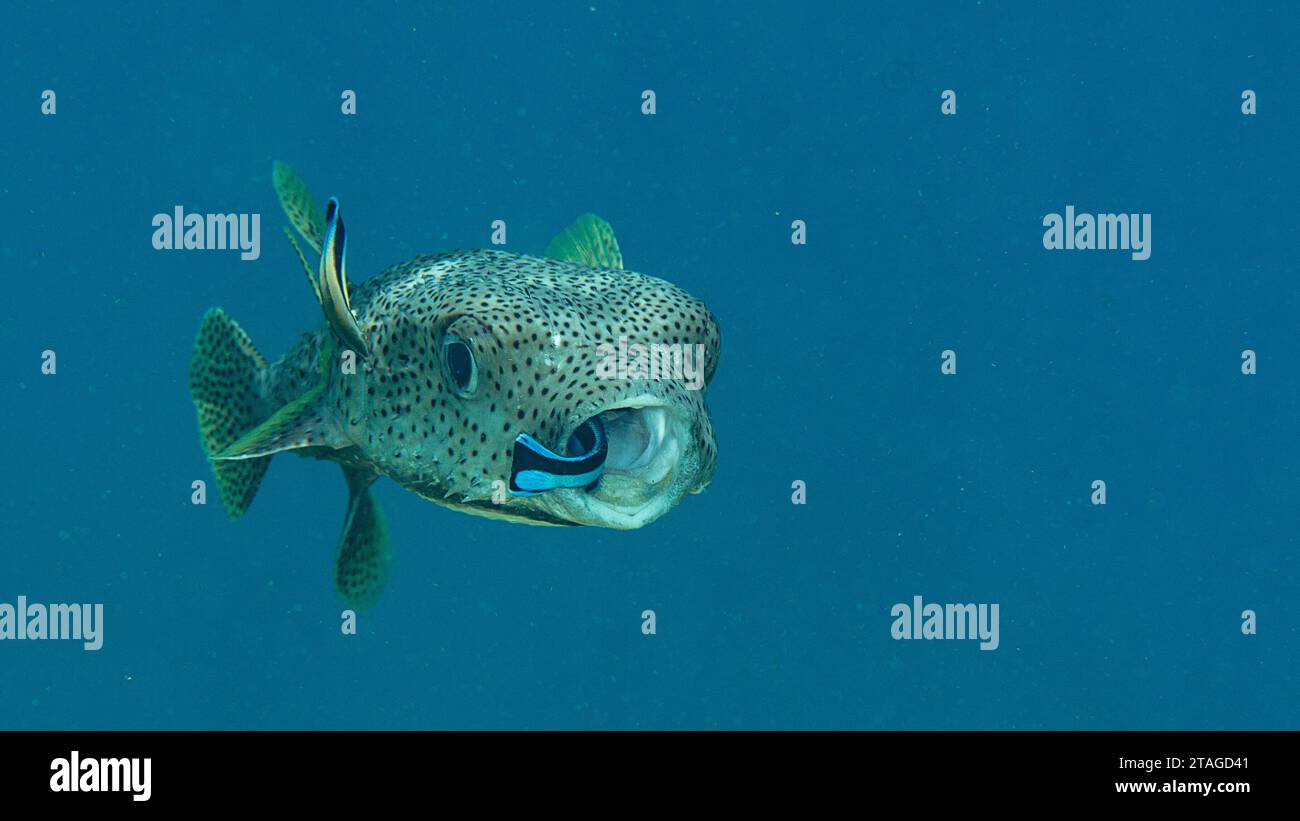 Gros plan d'un Porcupine Pufferfish avec bluestreak nettoyeur wasse à la station de nettoyage de Bali Banque D'Images