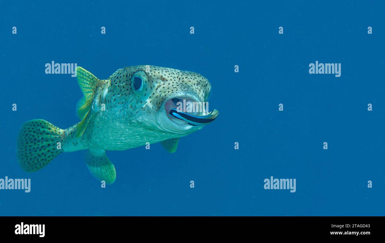 Gros plan d'un Porcupine Pufferfish avec bluestreak nettoyeur wasse à la station de nettoyage de Bali Banque D'Images