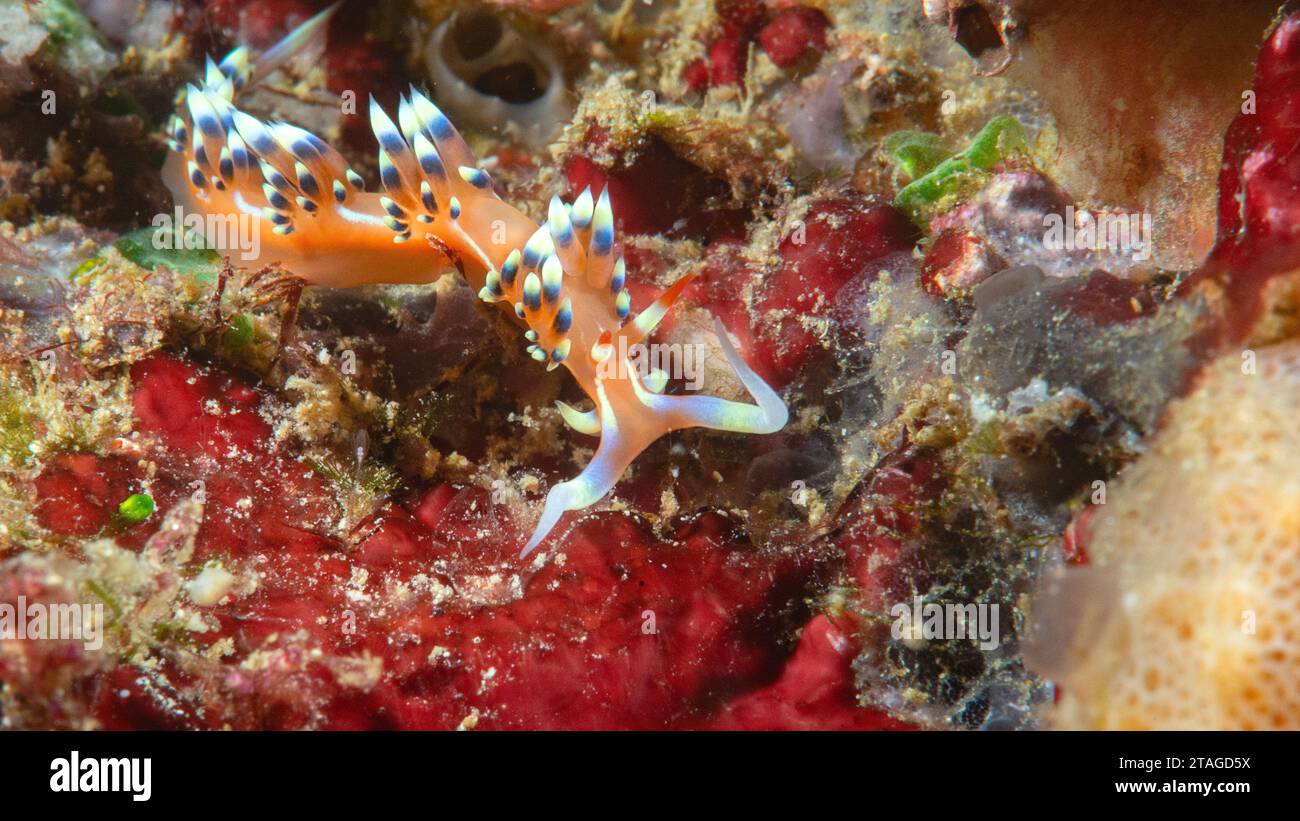 Gros plan d'une flabellina tant désirée ou flabellina nudibranche désirable rampant sur les coraux de Bali Banque D'Images
