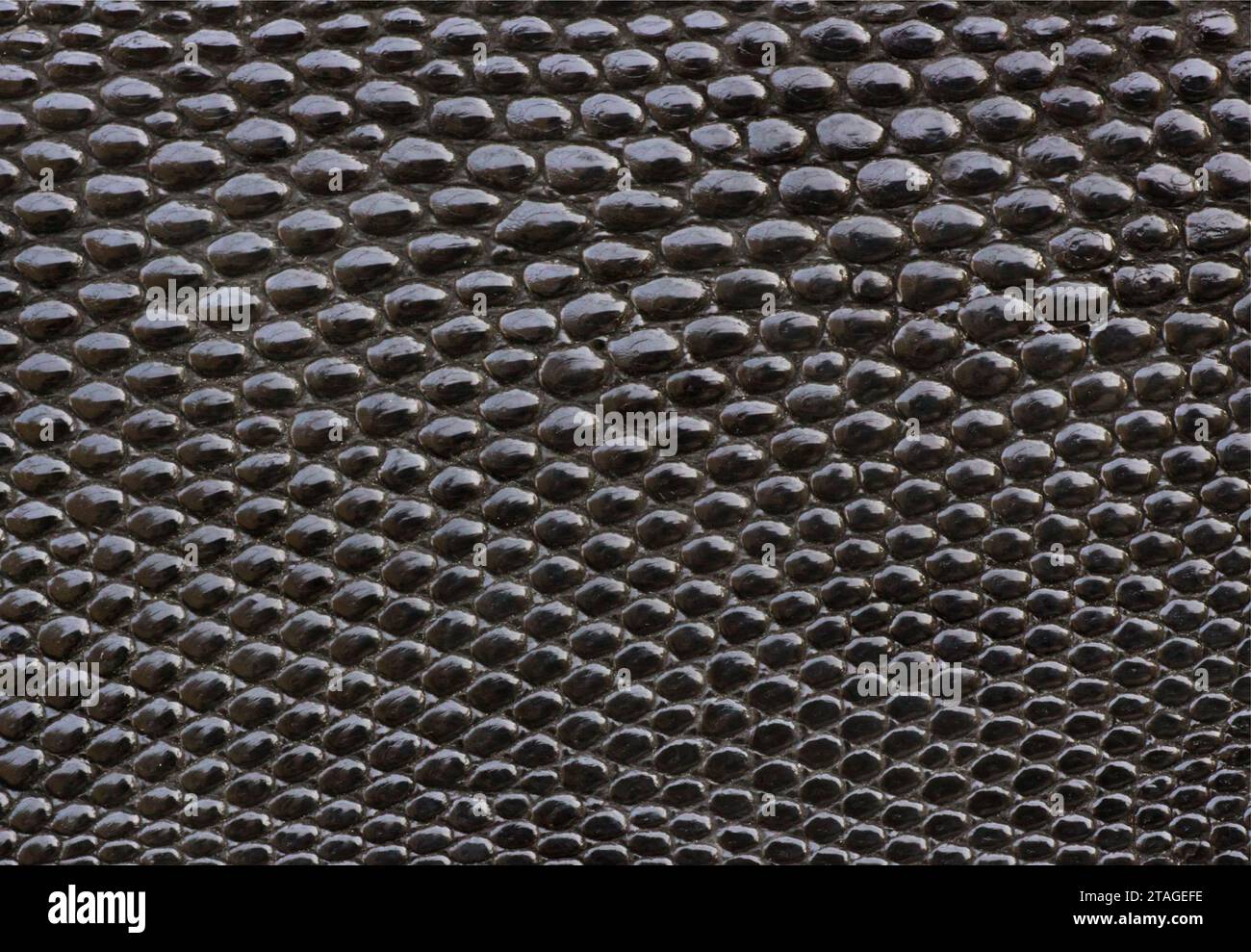 Texture en cuir d'alligator noir Banque D'Images