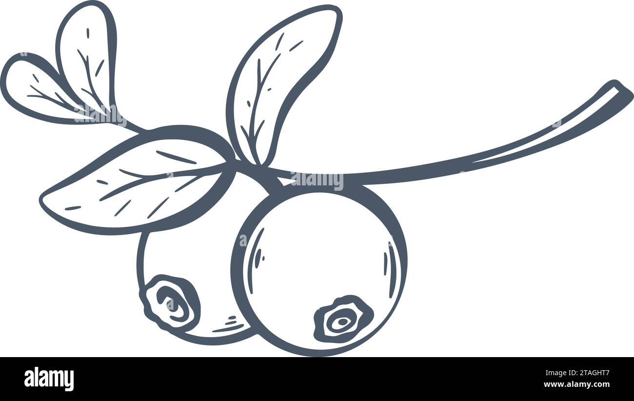 Myrtilles fraîches sur branche avec des feuilles d'encre croquis doodle. Whortleberry dessiné à la main. Gravure vintage à la main Huckleberry, illustration vectorielle isolée Illustration de Vecteur