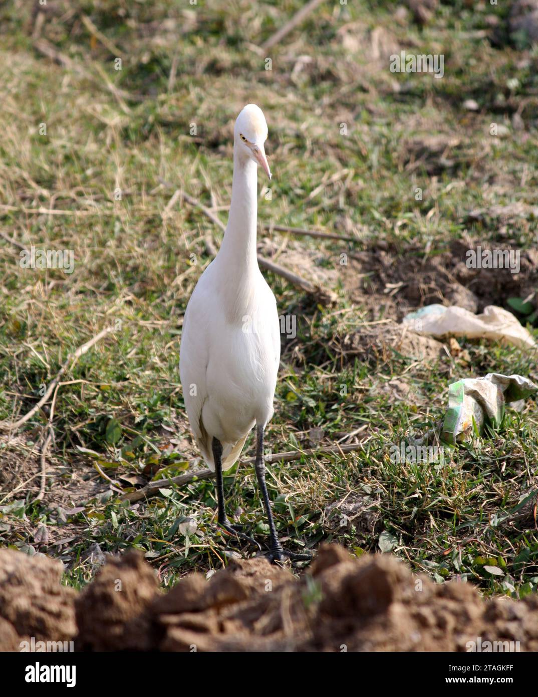 Egret de bétail (Bubulcus ibis) à la recherche de nourriture : (pix Sanjiv Shukla) Banque D'Images