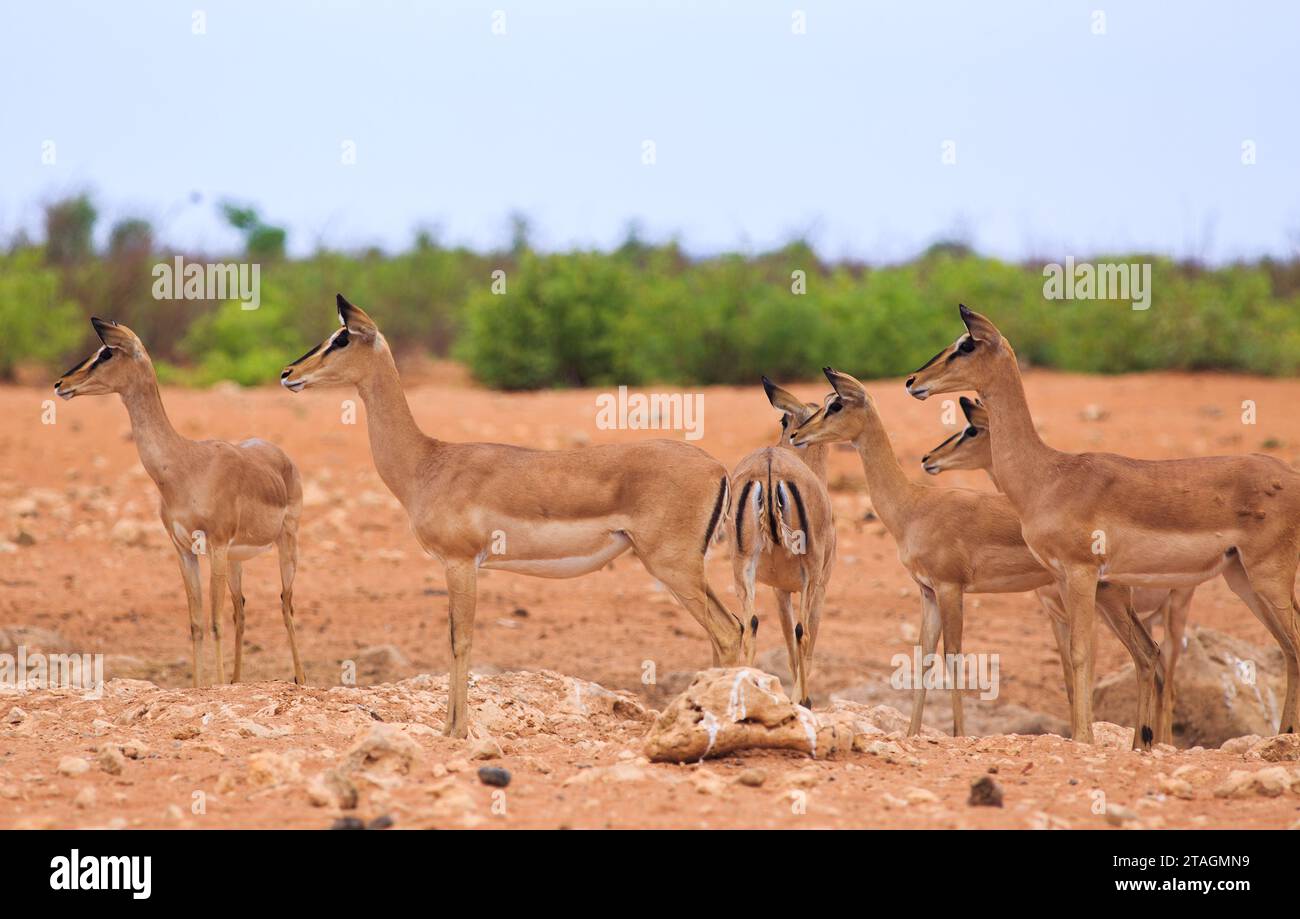 Herd of femelle Black-face Impala regardant tous dans la même direction, ils sont très alertes comme si elles avaient vu quelque chose au loin Banque D'Images