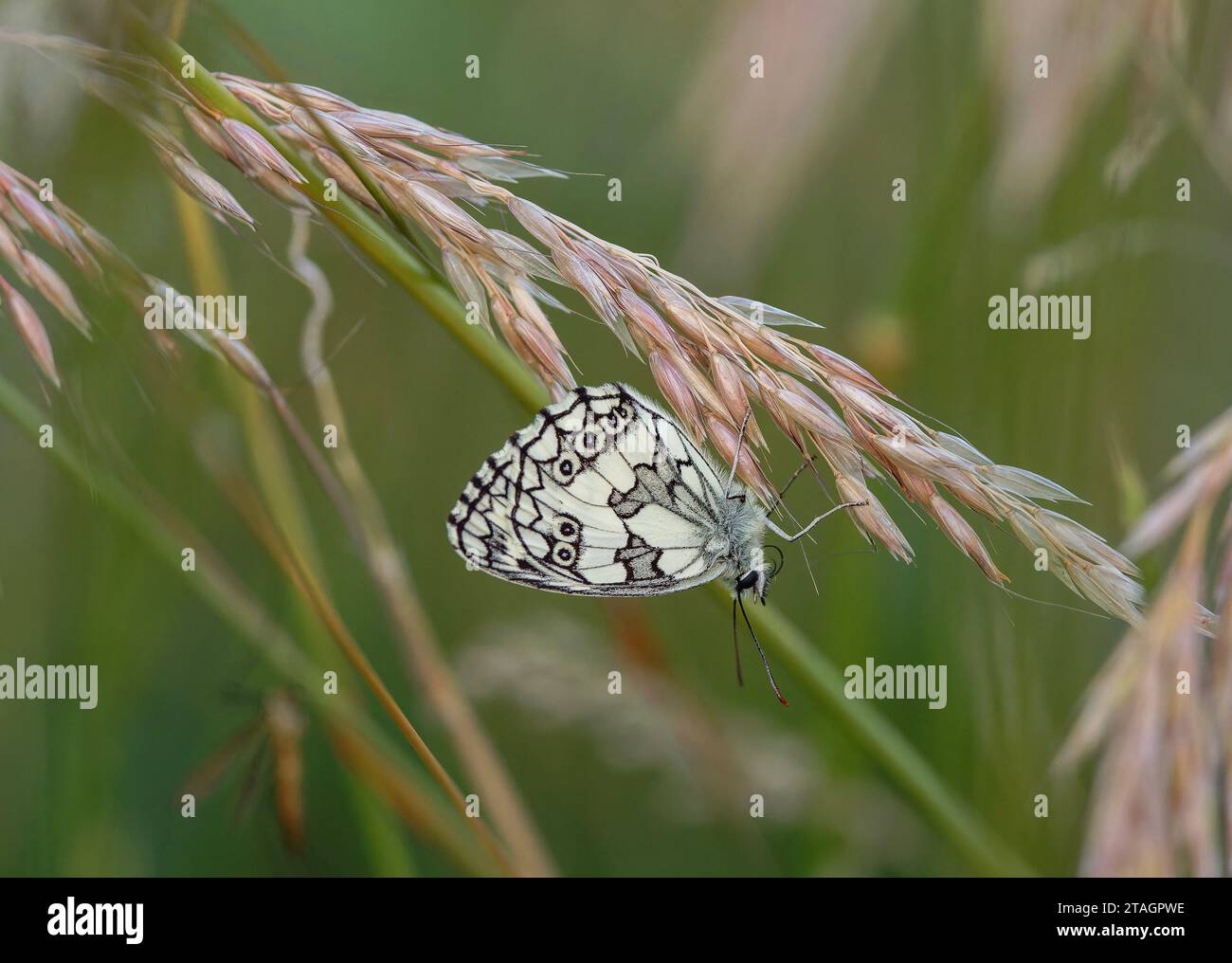 Blanc marbré, Melanargia galathea, perché dans de longues herbes, soirée d'été. Banque D'Images