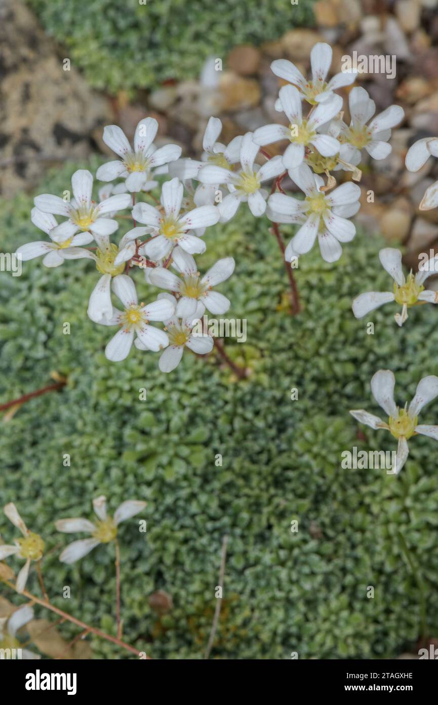 Saxifraga valdensis en fleur ; de la région du Queyras dans les Alpes françaises. Banque D'Images
